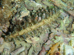 Atrina