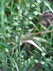 Lepidium virginicum