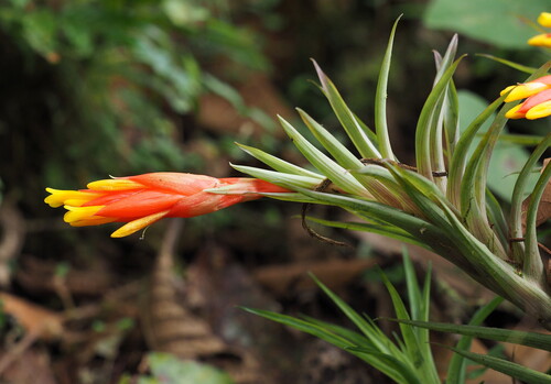 Guzmania angustifolia (Guzmania angustifolia)