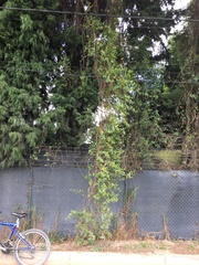 Muehlenbeckia tamnifolia