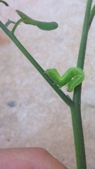 Lepidoptera