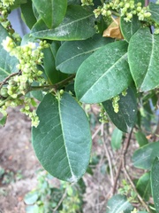 Muehlenbeckia tamnifolia