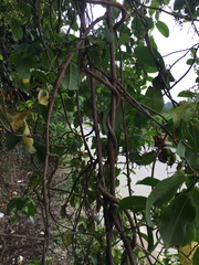 Muehlenbeckia tamnifolia