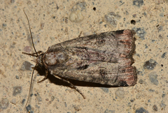 Epilecta linogrisea