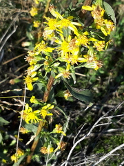 Solidago virgaurea
