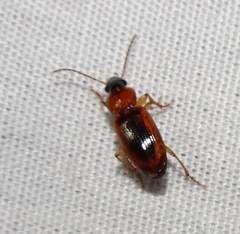 Stenolophini