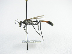 Ammophila cleopatra