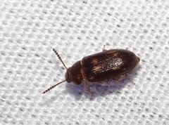 Mycetophagus pluripunctatus