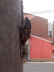 Quesada gigas