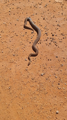 Children's Python sighting