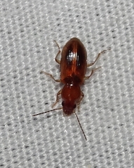 Stenolophini