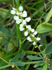 Melilotus albus