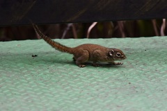 Sundasciurus jentinki