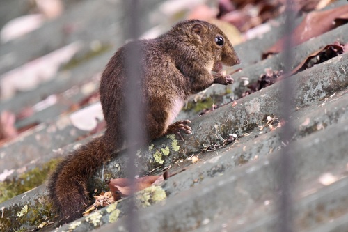Sundasciurus everetti