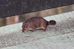 Sundasciurus everetti