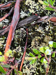 Geocarpon groenlandicum, photograph Chris Wyse, CC0, iNaturalist via GBIF