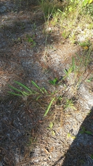 Asimina angustifolia