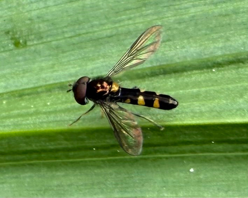 Unknown species found near Siyeh Bend Trail, Babb, MT, US