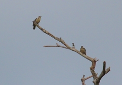 Dendrocopos analis