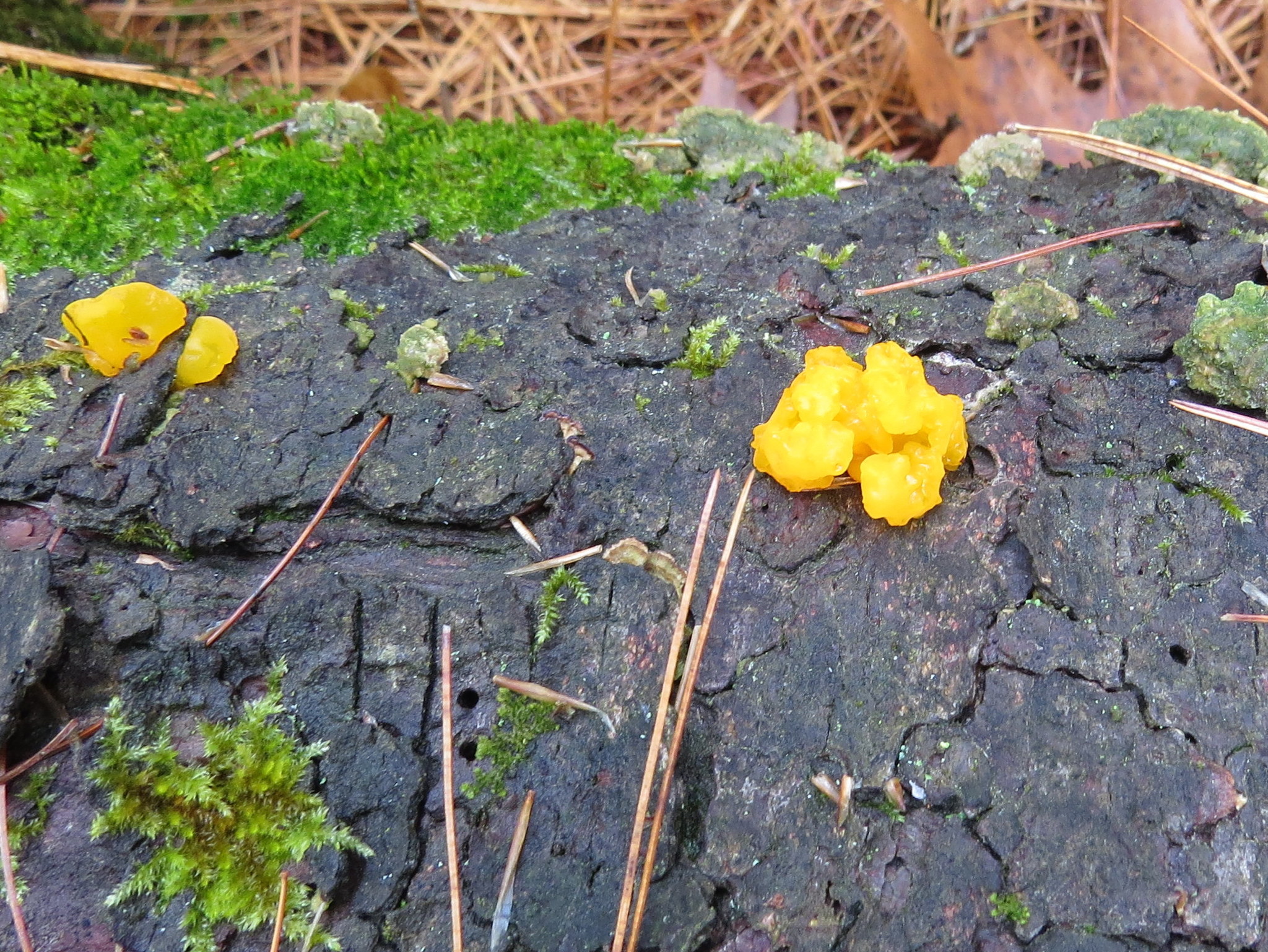 Dacrymyces chrysospermus image