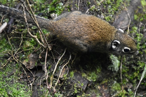 Jentink's Squirrel