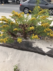 Solidago