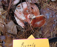 Russula paludosa
