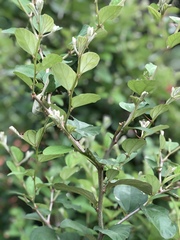 Ziziphus mauritiana