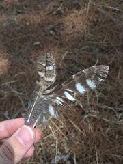 Otus scops