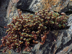 Paronychia argyrocoma
