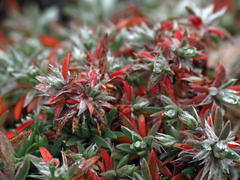 Paronychia argyrocoma