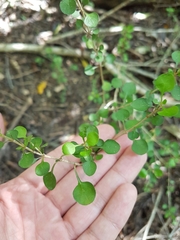Coprosma virescens