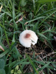Lepiota lilacea