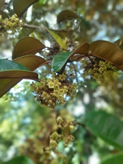 Chrysophyllum