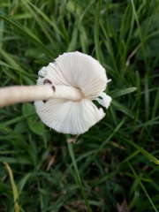 Lepiota lilacea