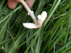 Lepiota lilacea