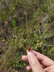 Cyperus nashii