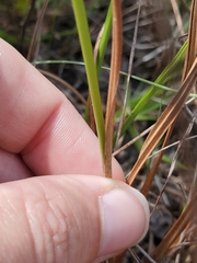 Cyperus nashii