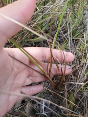 Cyperus nashii
