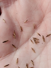 Cyperus nashii