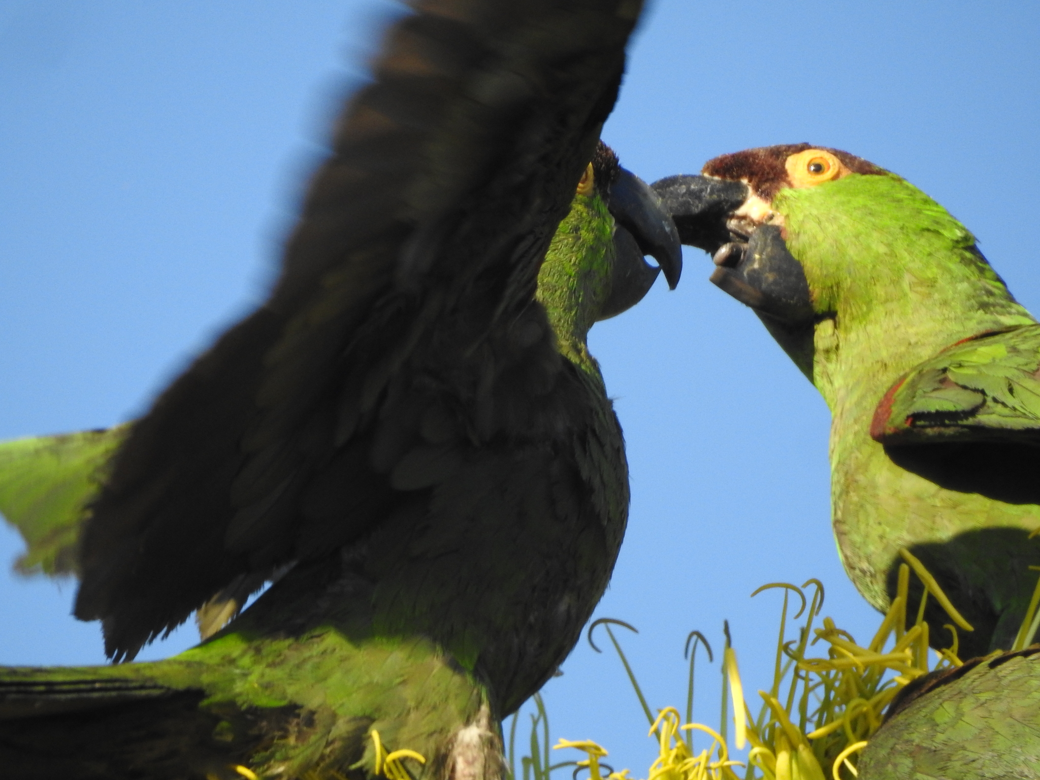 Maroon-fronted Parrot (Rhynchopsitta terrisi), photo 4