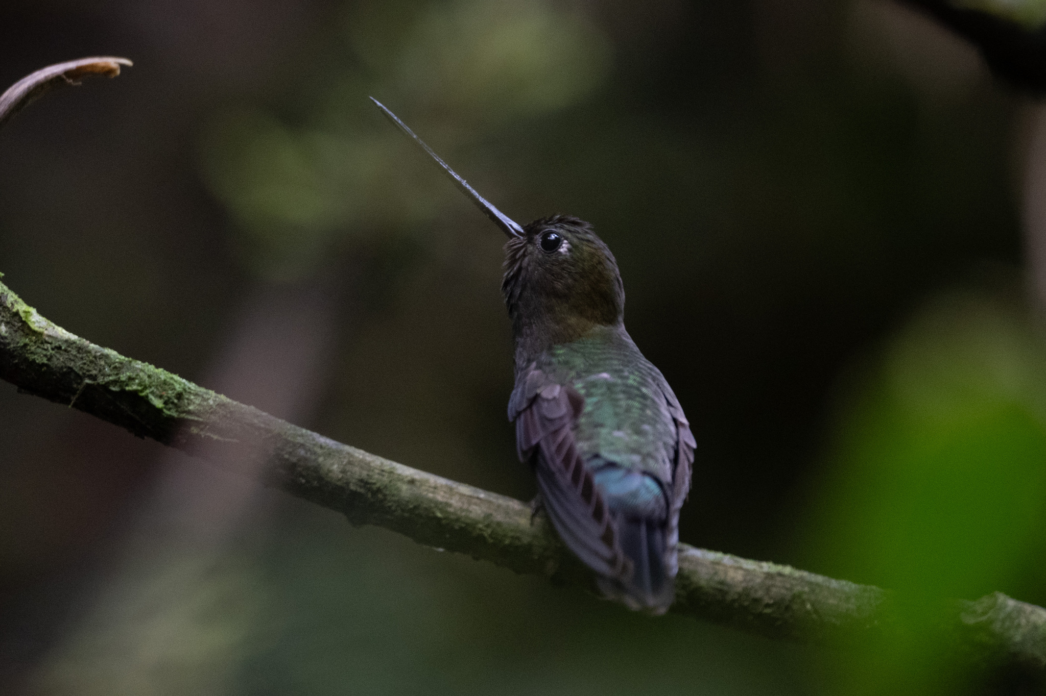 Green-fronted Lancebill (Doryfera ludovicae), photo 2