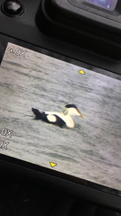 Somateria mollissima