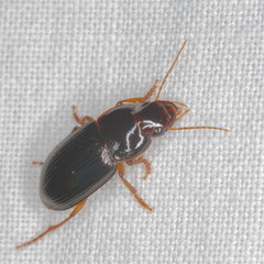 Selenophorus opalinus