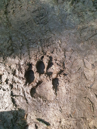Eastern Wolf