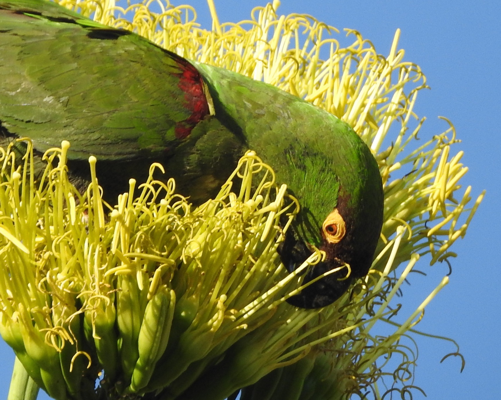 Maroon-fronted Parrot (Rhynchopsitta terrisi), photo 8