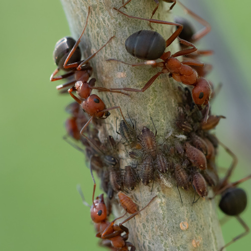 Formica coloradensisFormica coloradensis