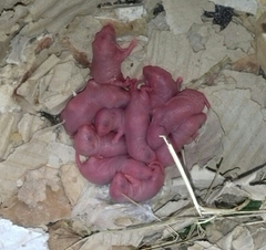 Rattus norvegicus