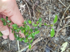 Coprosma ×cunninghamii