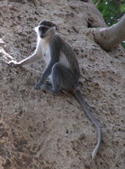 Chlorocebus aethiops